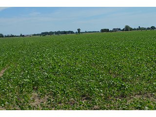 Property photo 93 - LAND AUCTION - 215+/- ACRES OFFERED IN 6 TRACTS IN VAN WERT COUNTY, OHIO